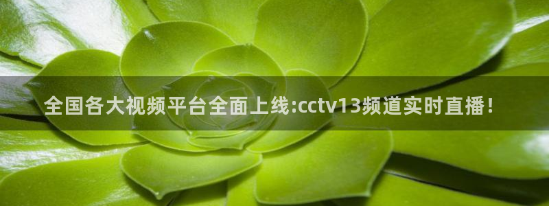 山猫直播在线直播
